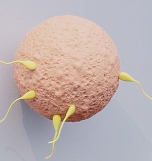 Ein großes Modell einer rosa Eizelle mit gelben Spermien.